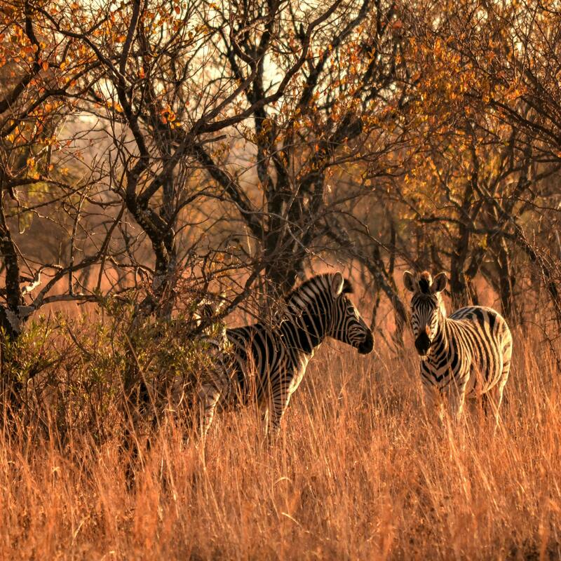 Amboseli National Reserve