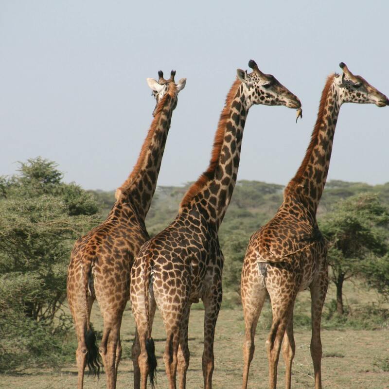 Amboseli National Reserve