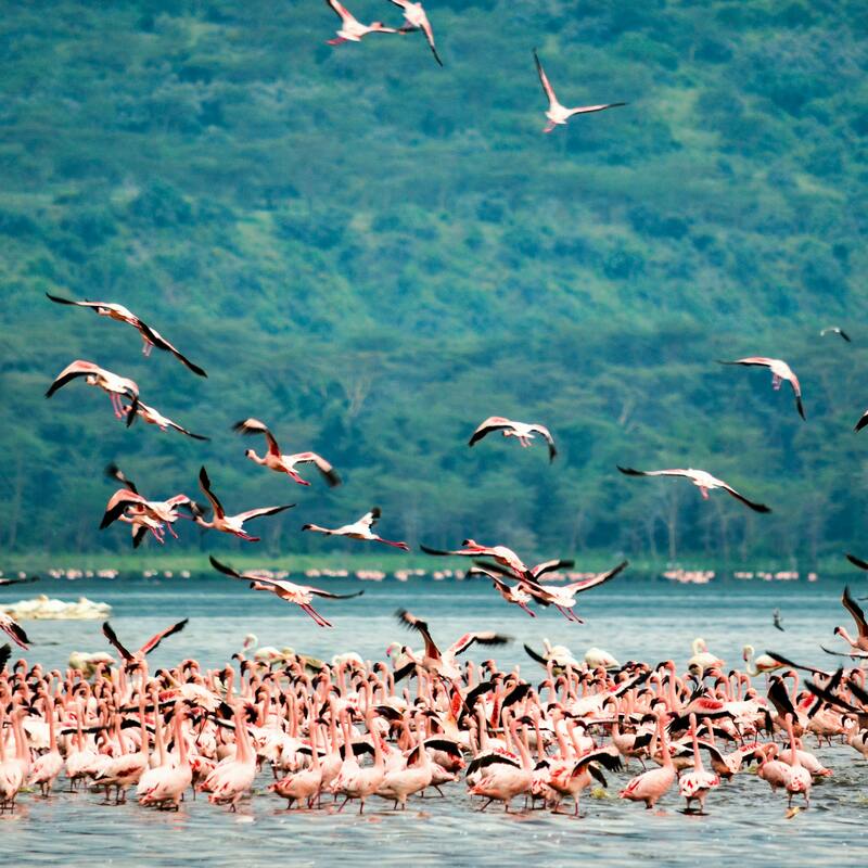 Flamingo  Lake Nakuru