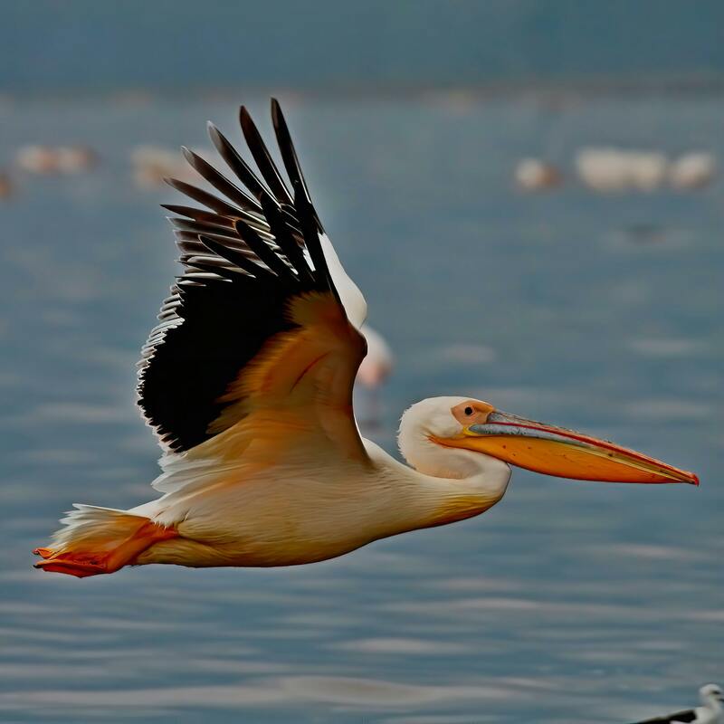 Lake Nakuru