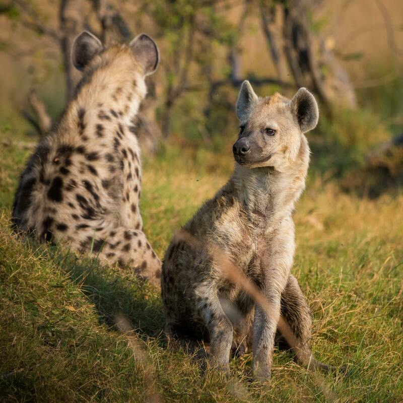 Masai Mara 